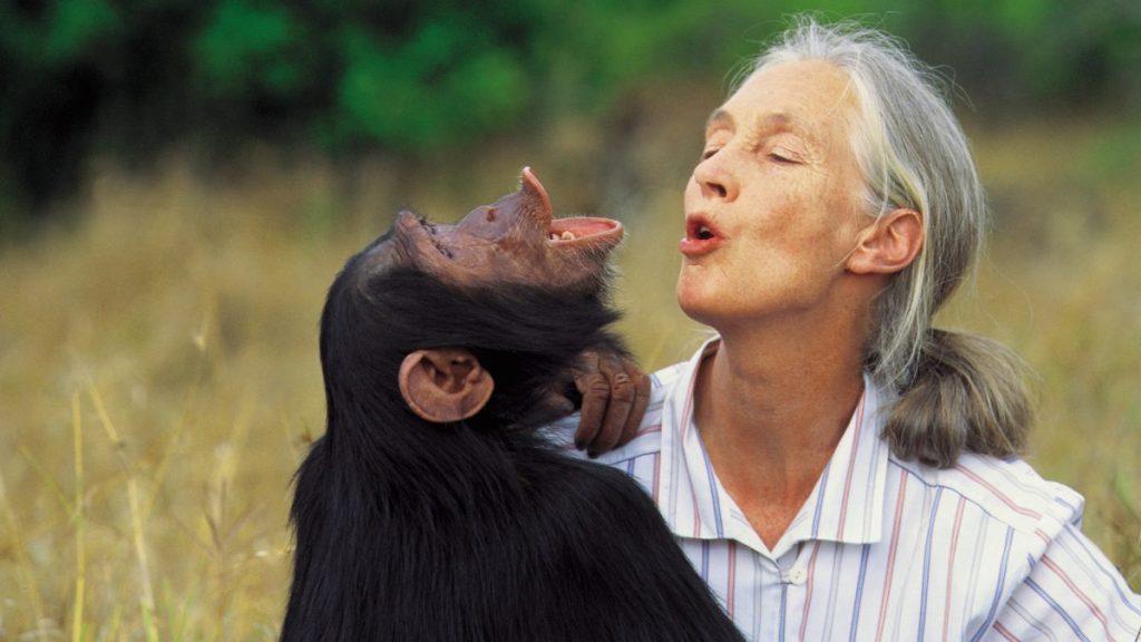 Jane Goodall Primatologist